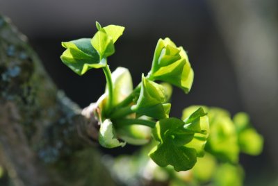 Ginkgo biloba 'Mariken' - jinan dvoulaločný 'Mariken'- jarní pučení